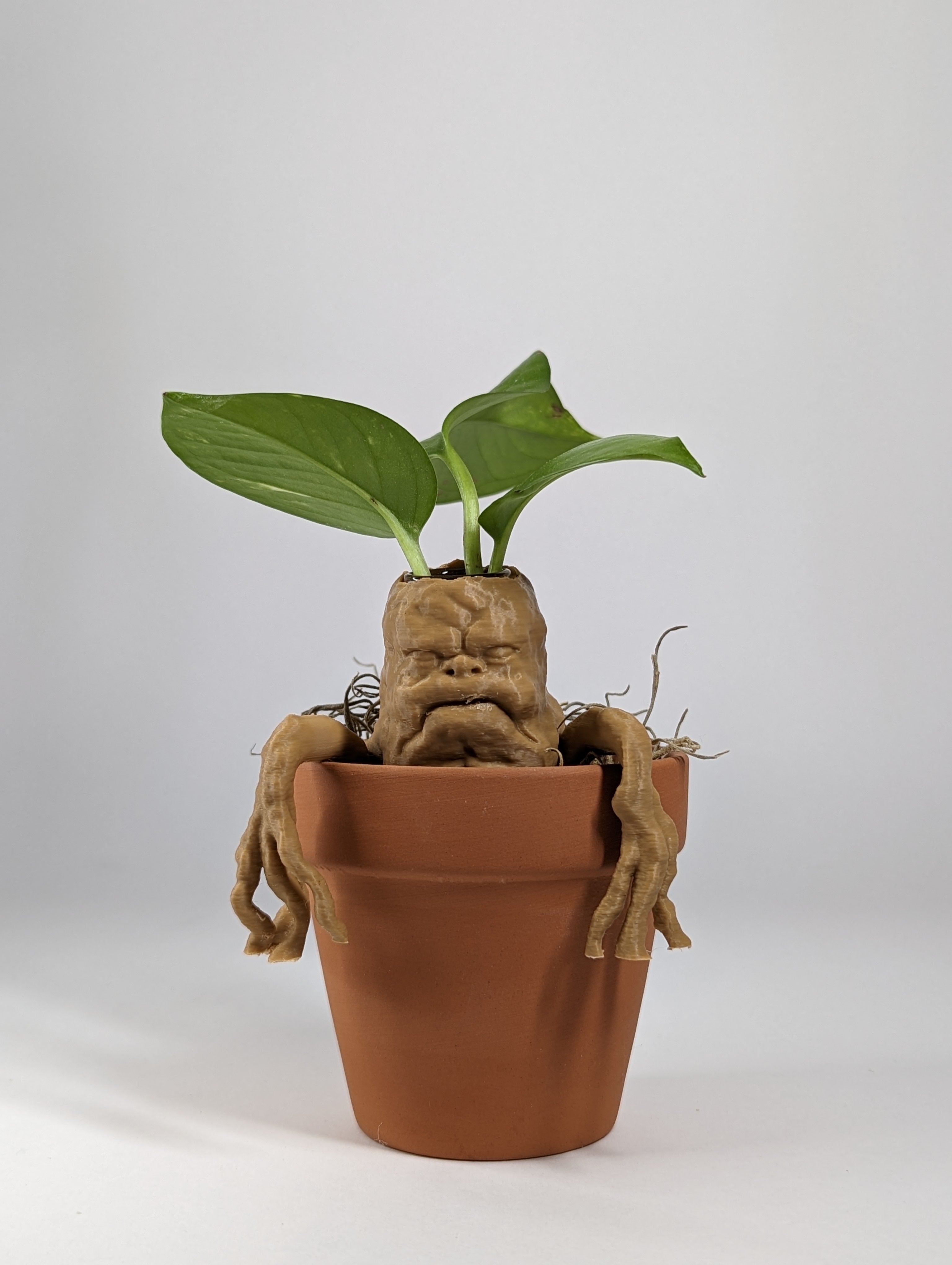 mandrake